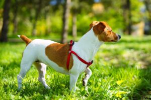 How a Jack Russell Terrier Zest Energizes Relentless Adventurers