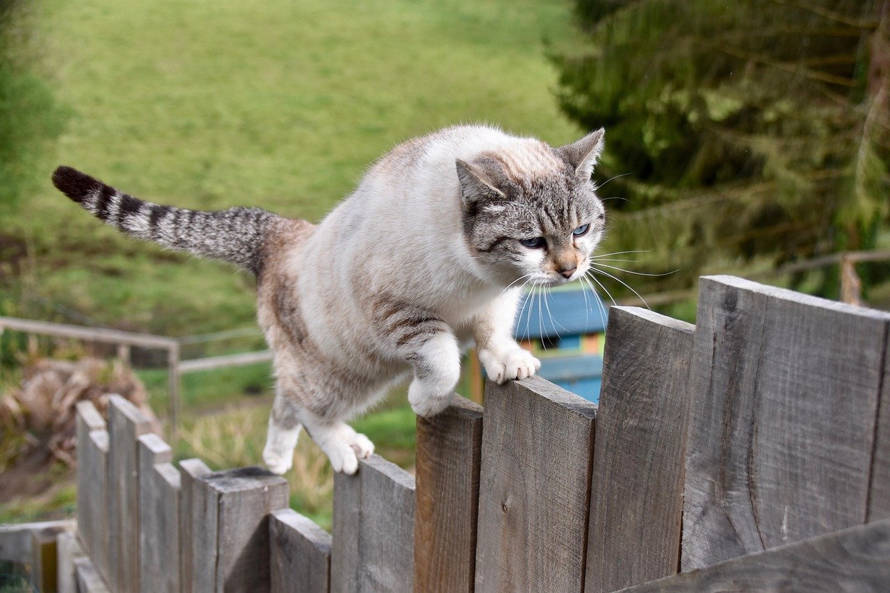 Do Cats Really Cheat Death? (image credits: pixabay)