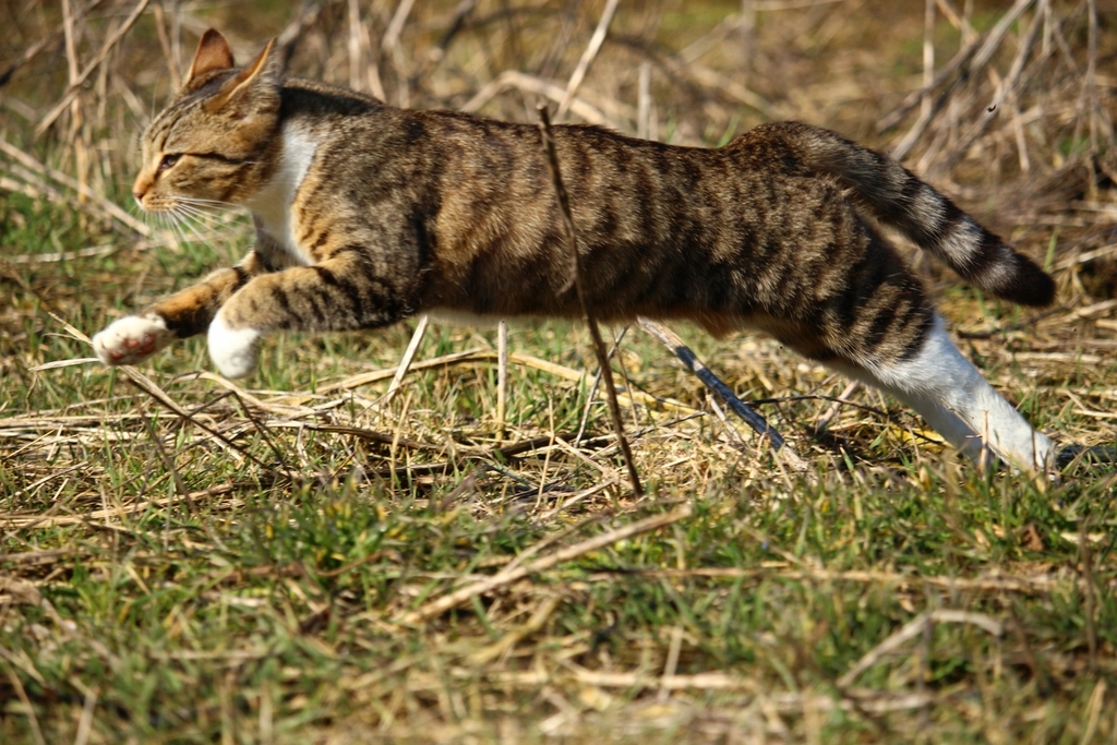 The Science Behind the Cat's Agility (image credits: rawpixel)