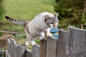 Popular Feline Myths: Do Cats Really Have Nine Lives?
