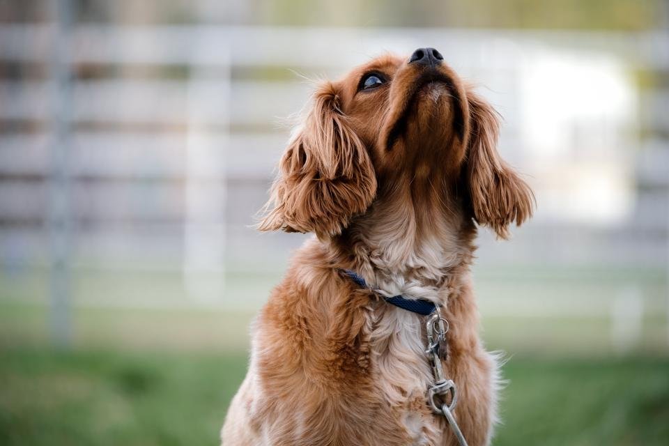 Attachment and Separation Anxiety (image credits: stocksnap)