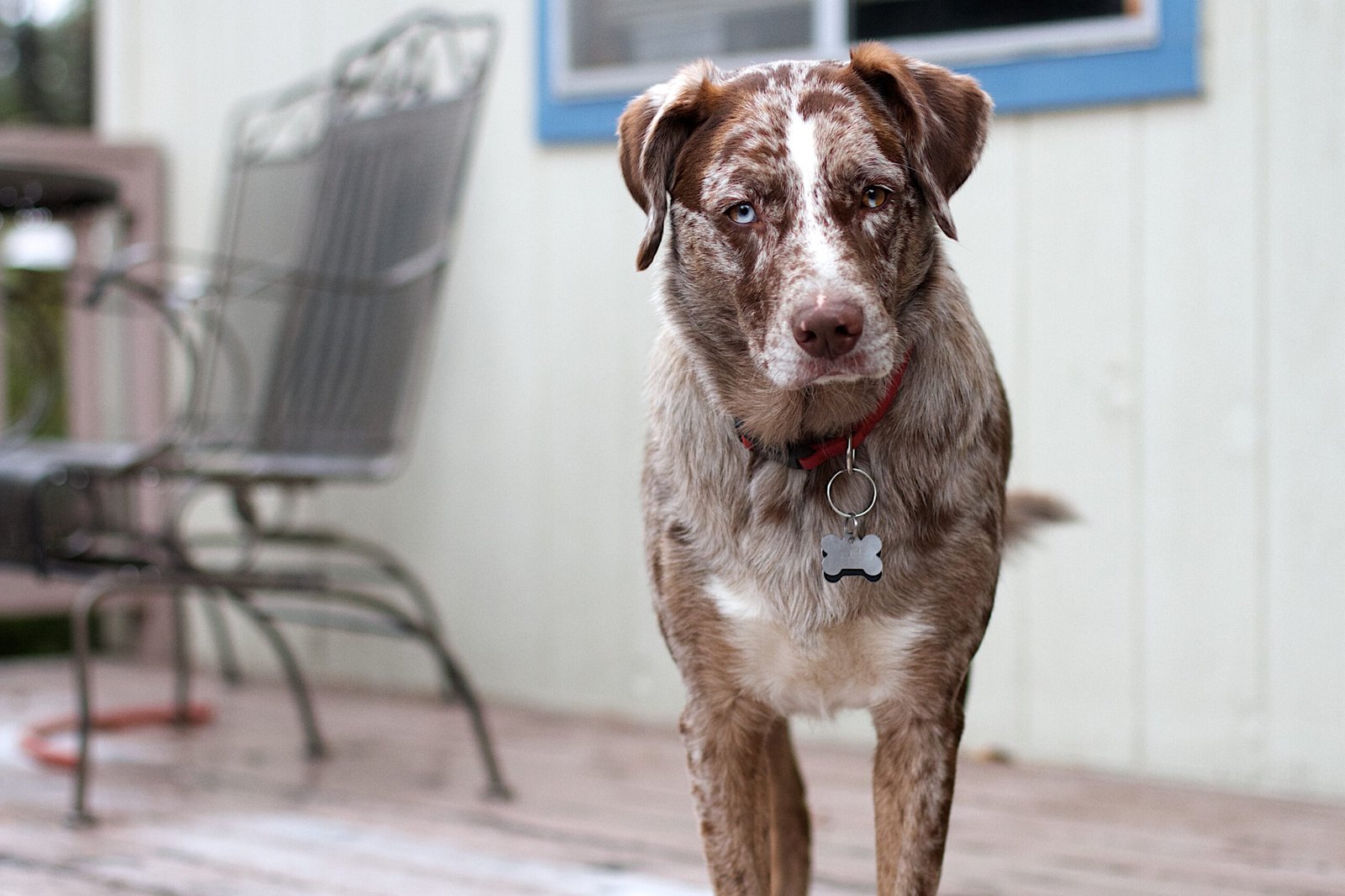 Breed-Specific Sensitivities (image credits: wikimedia)