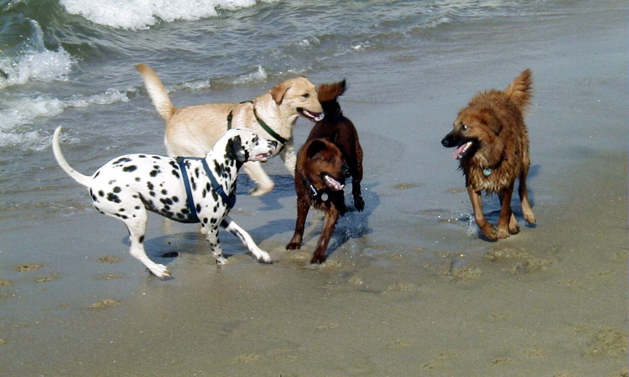 The Role of Early Socialization (image credits: wikimedia)