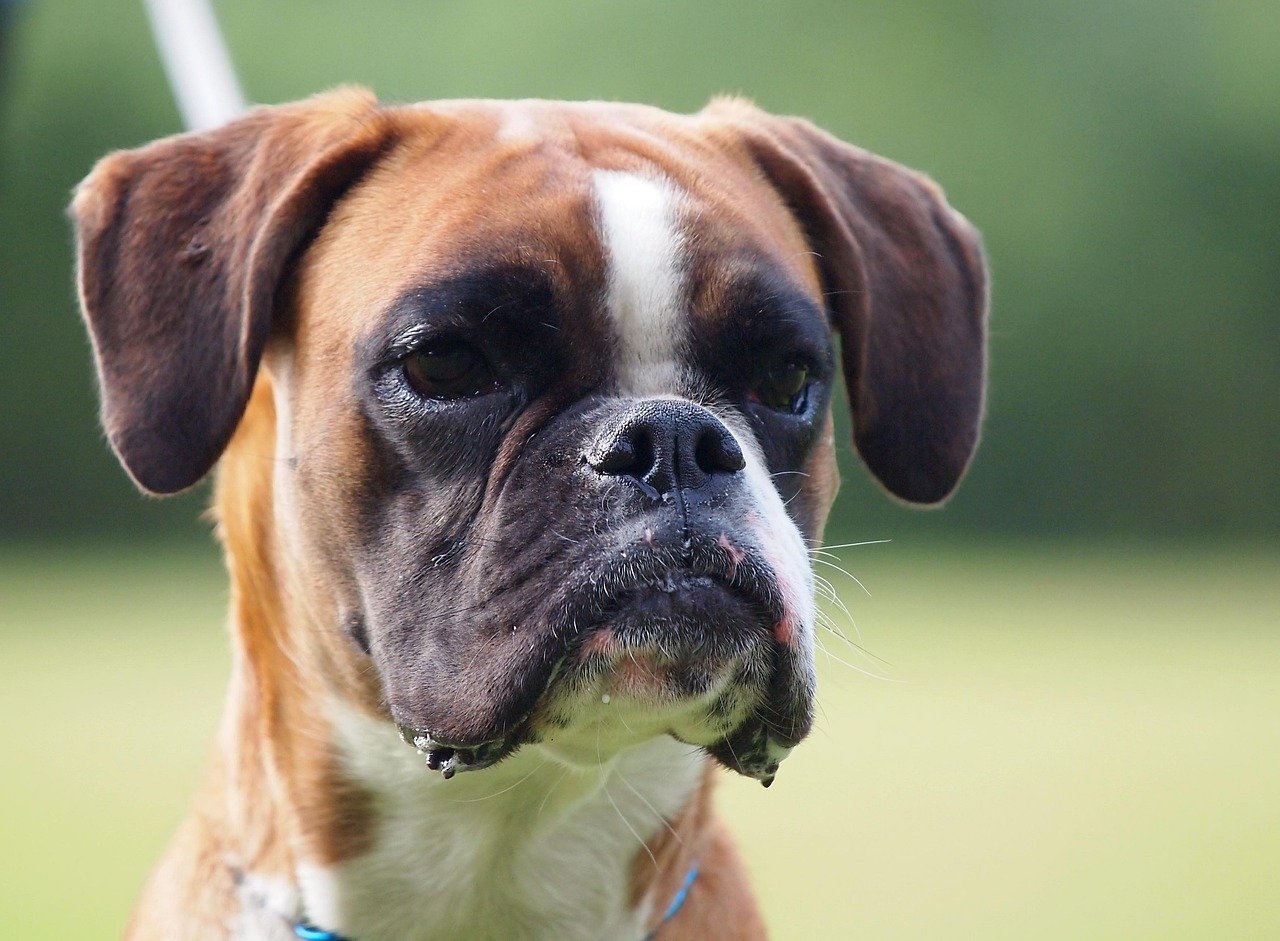 Unshakeable Loyalty and Devotion (image credits: pixabay)