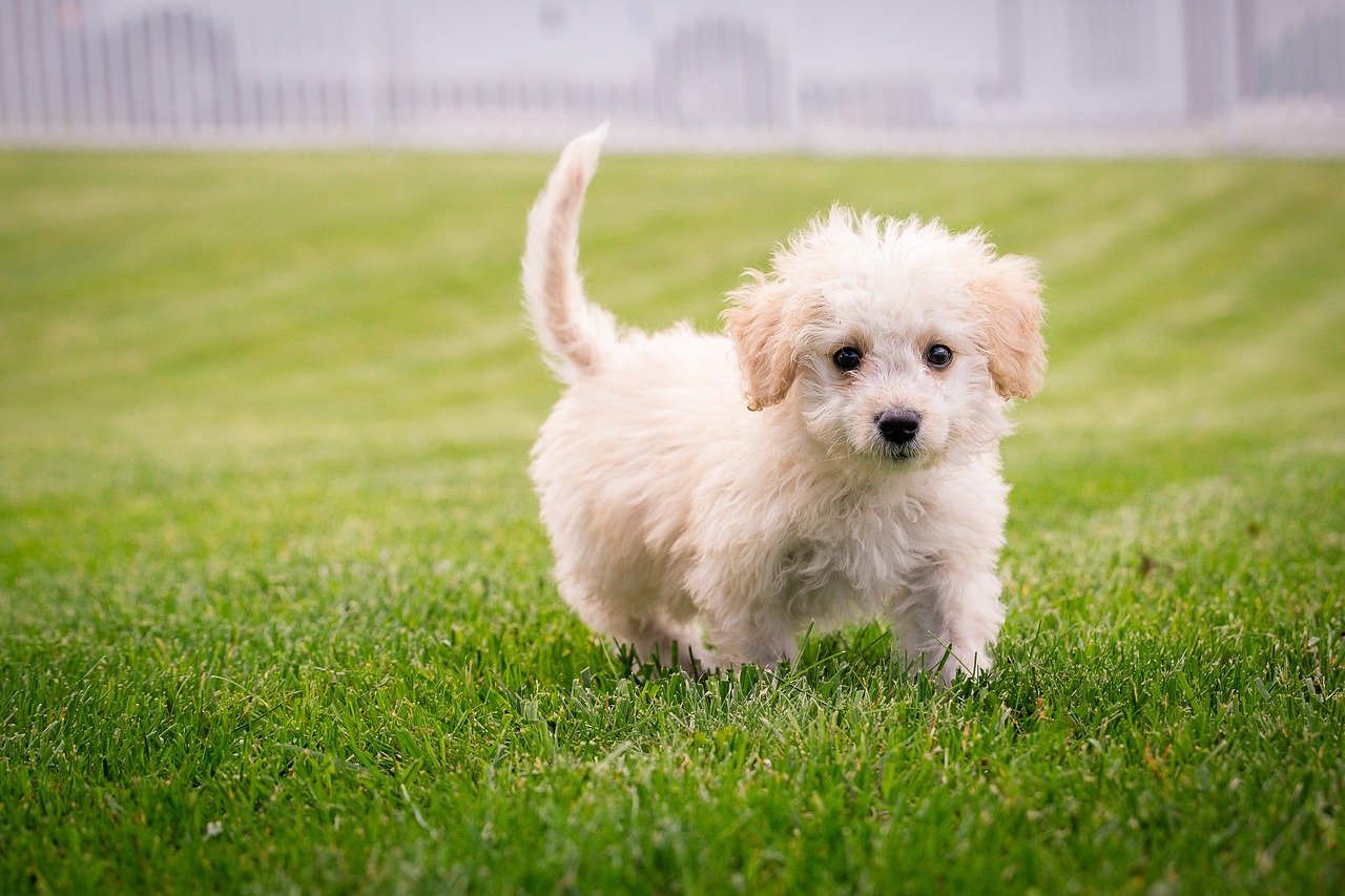 Responsible Breeding: What Should We Expect? (image credits: pixabay)