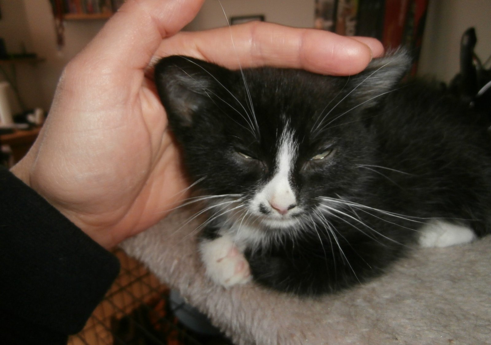 Handle With Love and Patience (image credits: wikimedia)