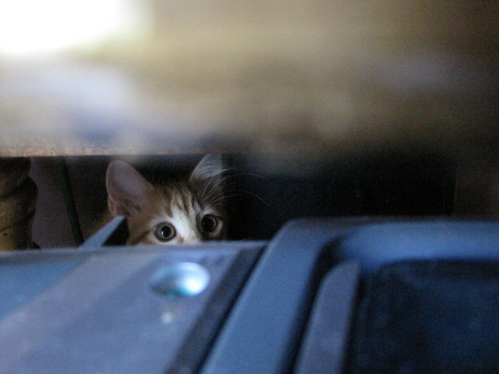 Provide Safe Hiding Spots (image credits: wikimedia)