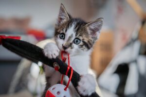 Tips for Raising a Kitten Into a Confident Cat