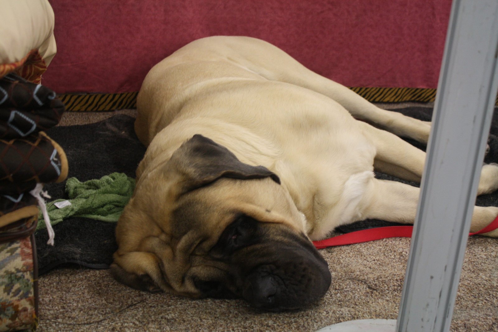 Protective Without Aggression: The Silent Guardian (image credits: wikimedia)