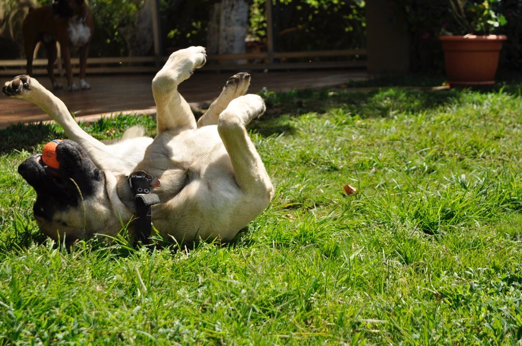 Playful Spurts: Goofy Bursts of Energy (image credits: wikimedia)