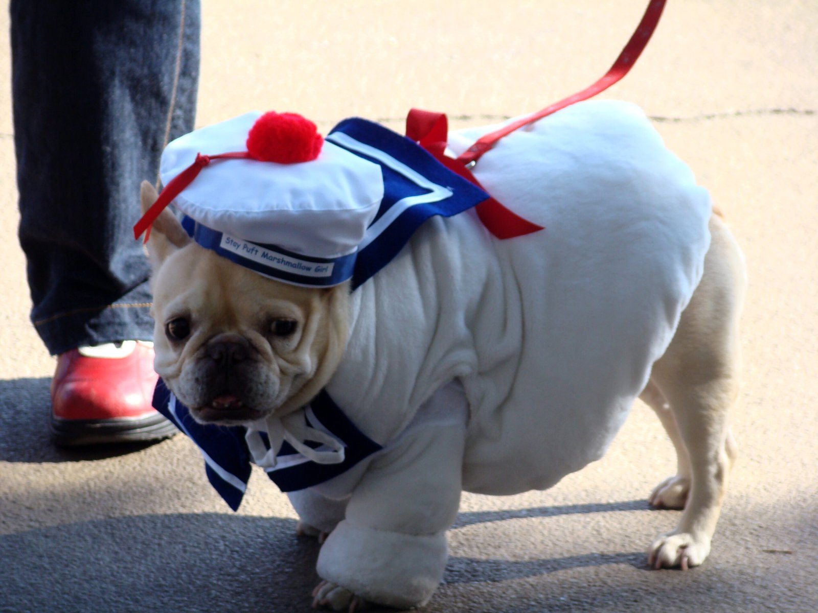 French Bulldog: The City’s Unofficial Mascot (image credits: wikimedia)