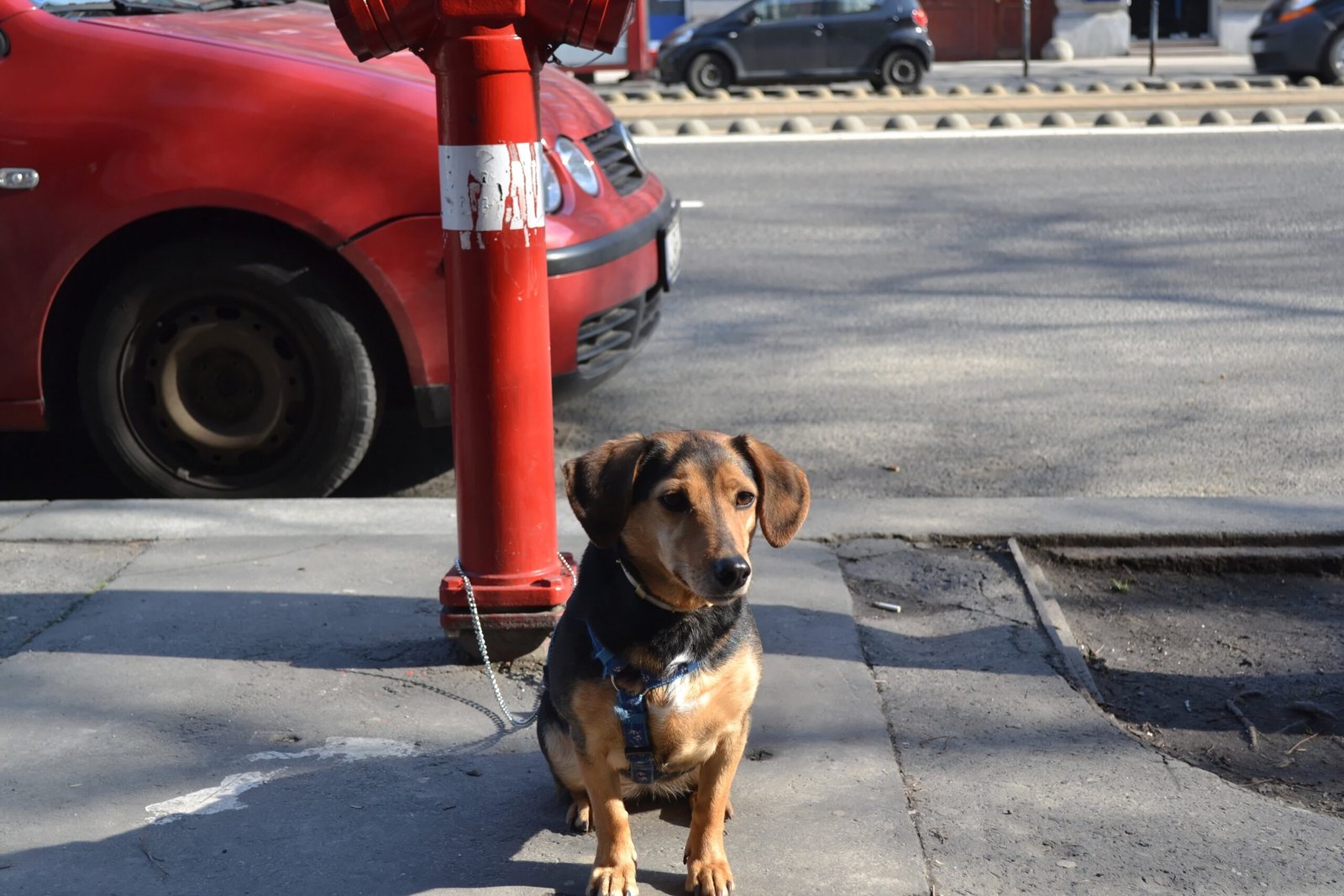 Dachshund: The Curious Explorer (image credits: wikimedia)