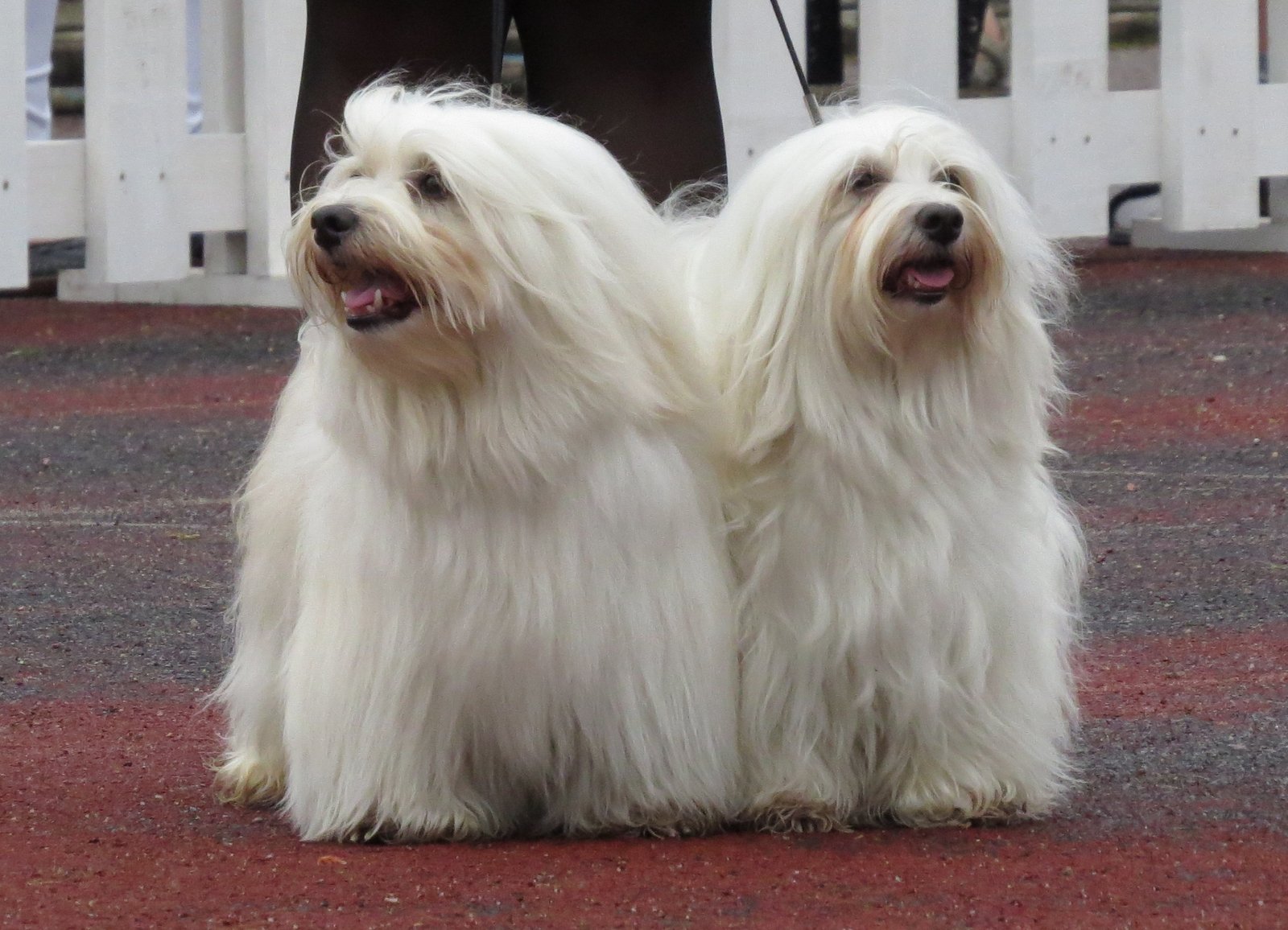 Havanese (image credits: wikimedia)