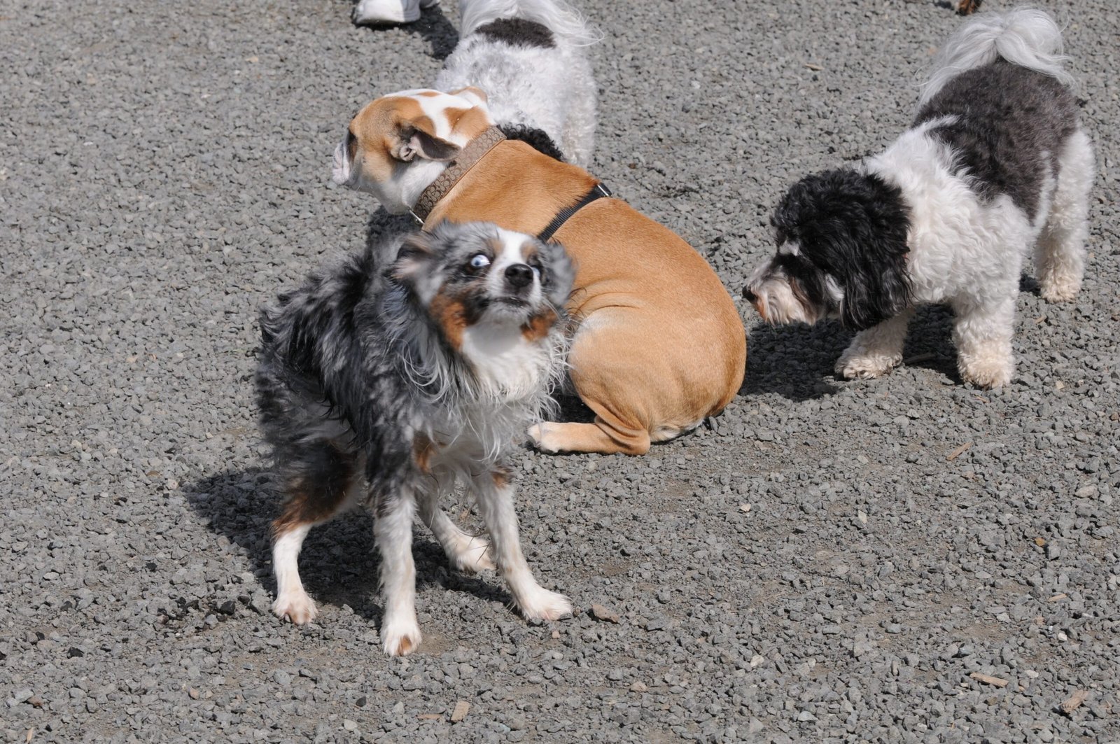 Stories From The Dog Park: Anecdotes and Observations (image credits: wikimedia)
