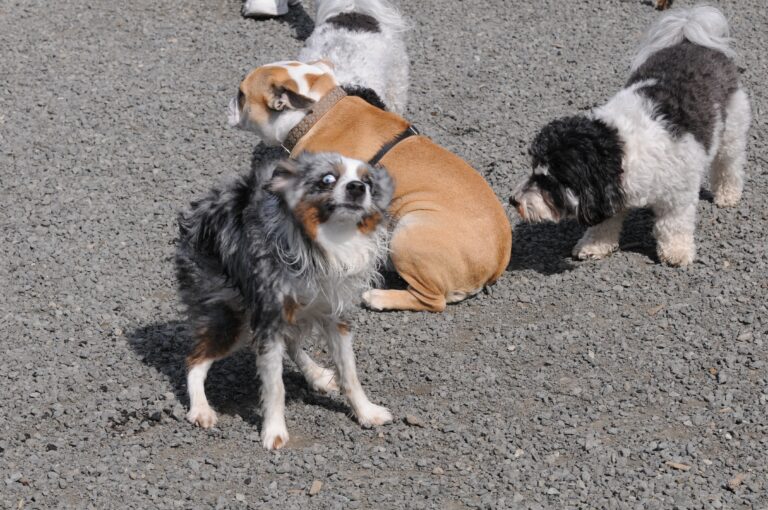 Can Dogs Teach Other Dogs To Speak (What The Experts Say)