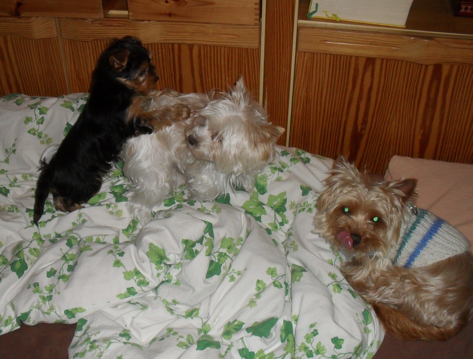 Creating a Calm and Safe Environment (image credits: wikimedia)