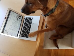 How Much Undivided Attention Should You Give Your Dog