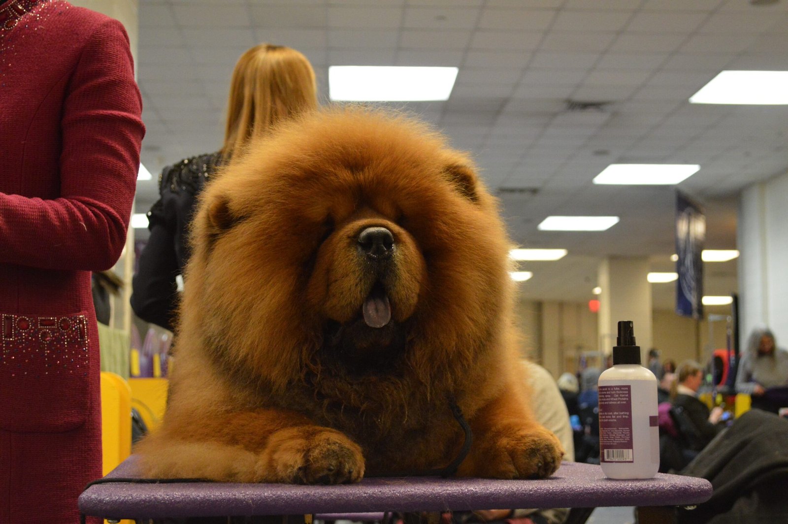 Minimal Shedding Compared to Other Double-Coated Breeds (image credits: wikimedia)