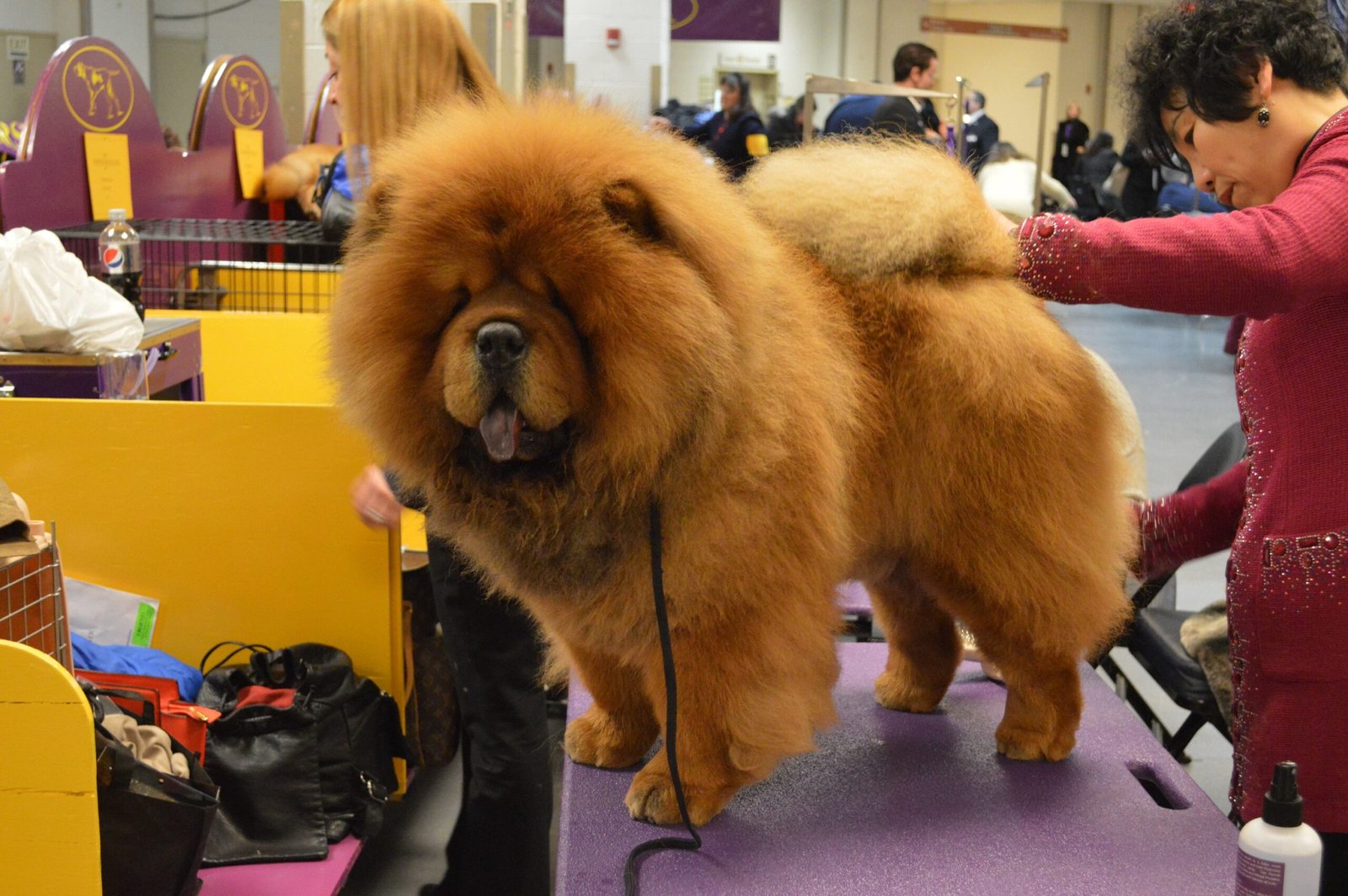 Grooming Needs Can Be High (image credits: wikimedia)