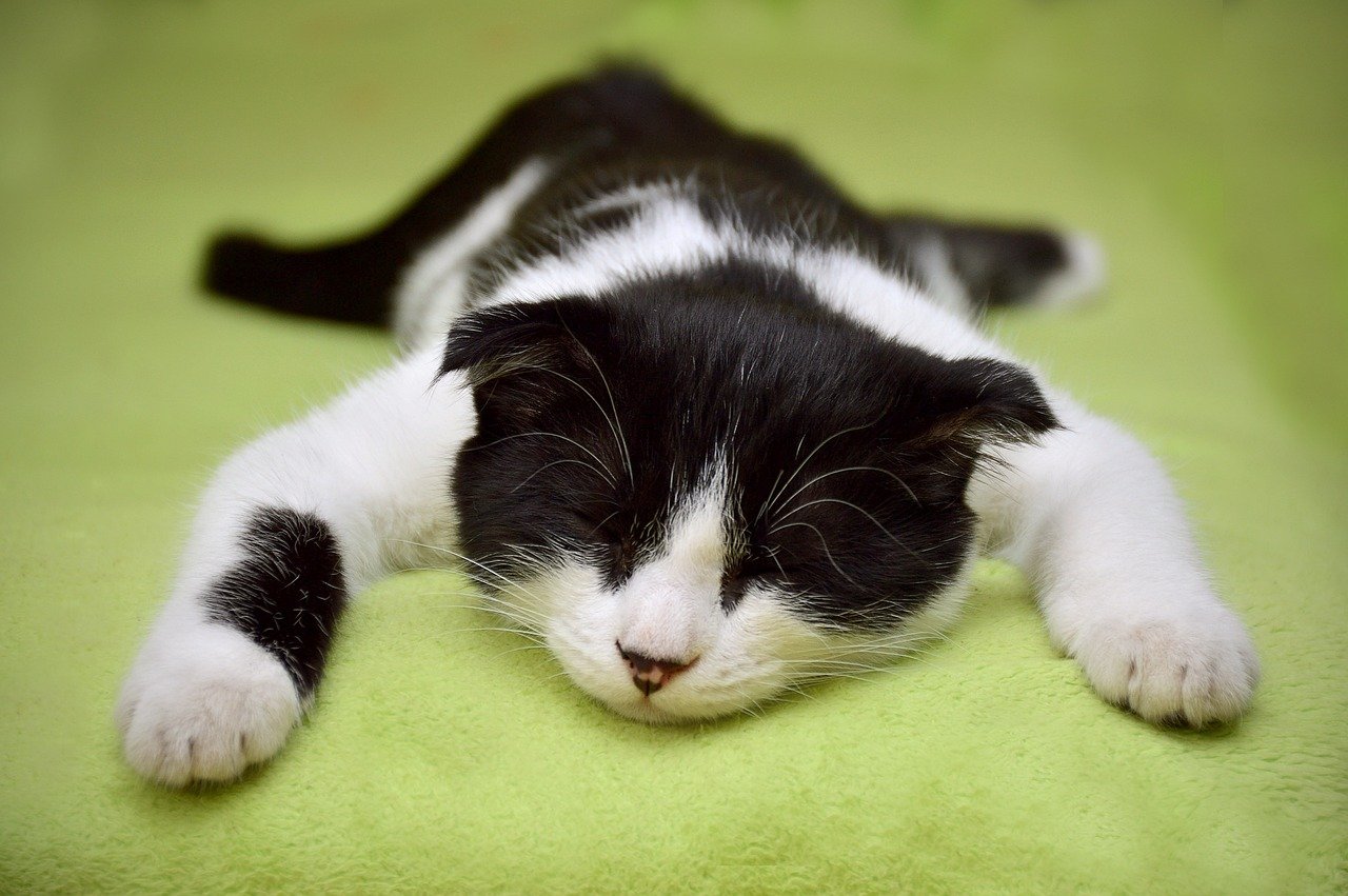 Sleeping in Odd Positions (image credits: pixabay)
