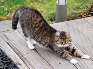 15 Ways Cats Show You They're Completely Relaxed