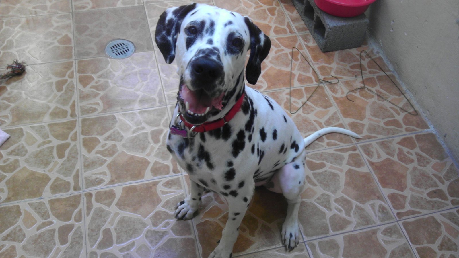 Dalmatian: The Whirling Tail and Alert Gaze (image credits: wikimedia)