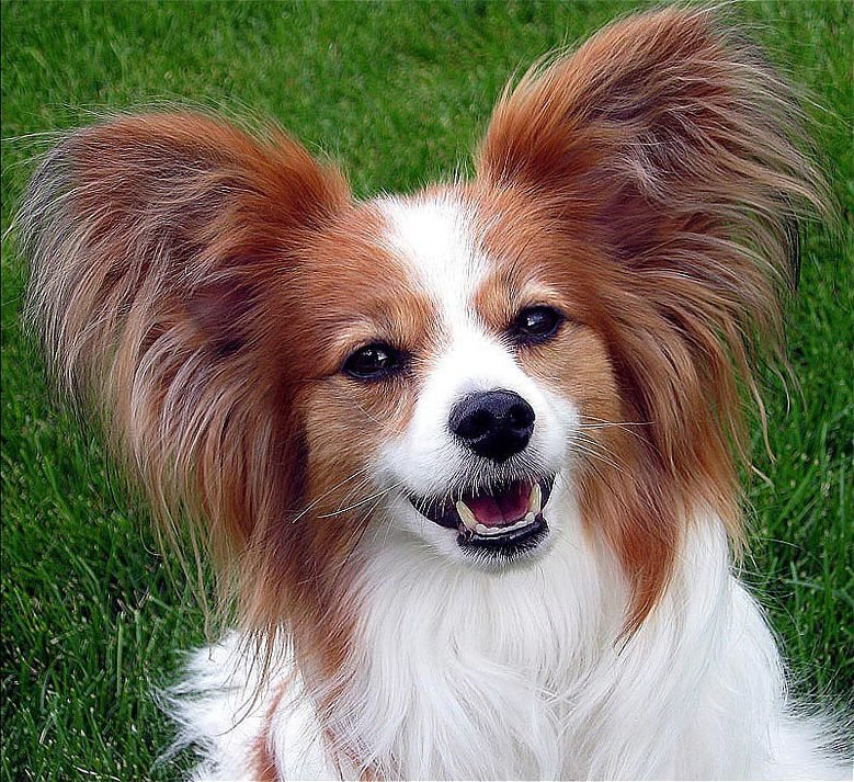 Papillon: The Perky Ears and Butterfly-Like Grace (image credits: wikimedia)