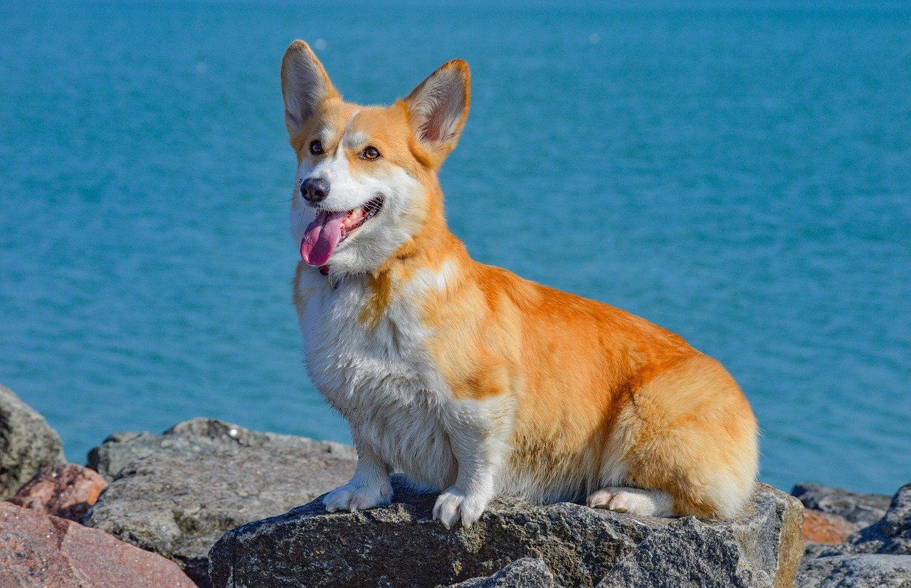 Corgi: The Happy Wiggle and Expressive Ears (image credits: pixabay)