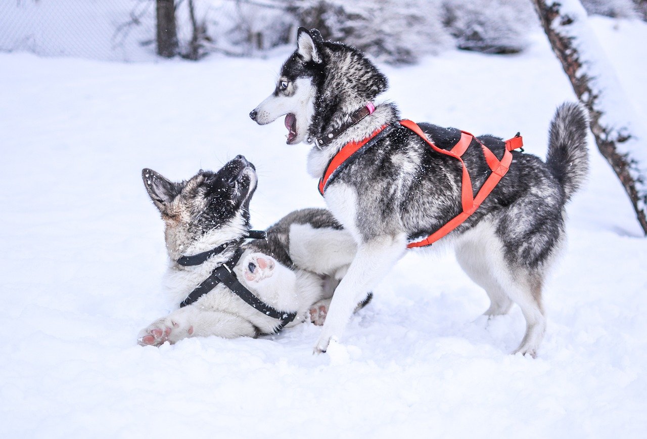15 Dog Breeds Known for Their Distinctive Body Language (And How to Decode It)