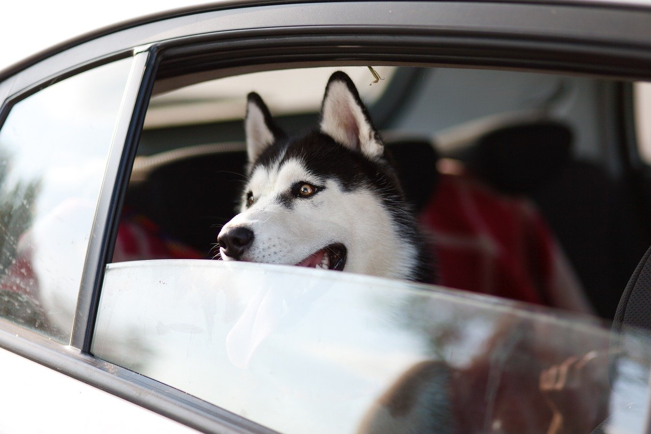 Siberian Husky: The Great Escape Artist (image credits: pixabay)