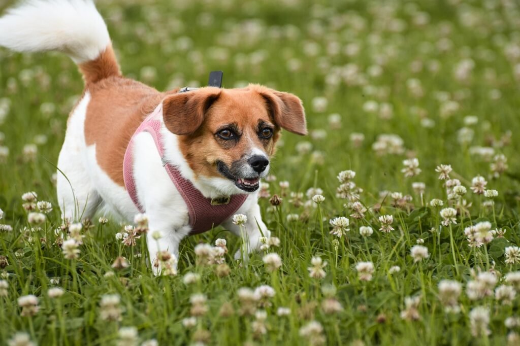 Papillon: The Butterfly-Eared Companion