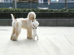 How An Owner's Emotional State Can Cause Separation Anxiety in Dogs
