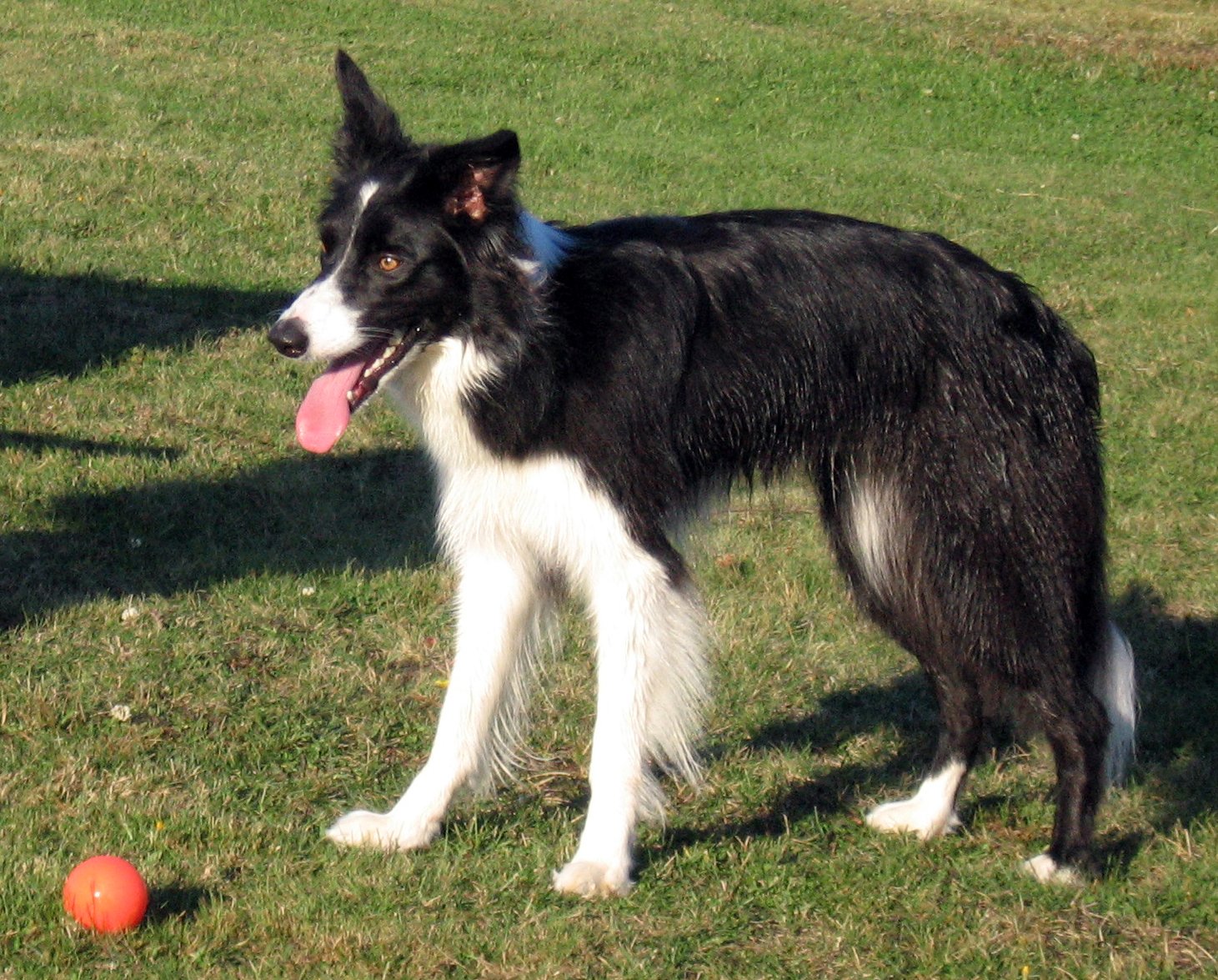 Border Collie: The Clever Companion (image credits: wikimedia)
