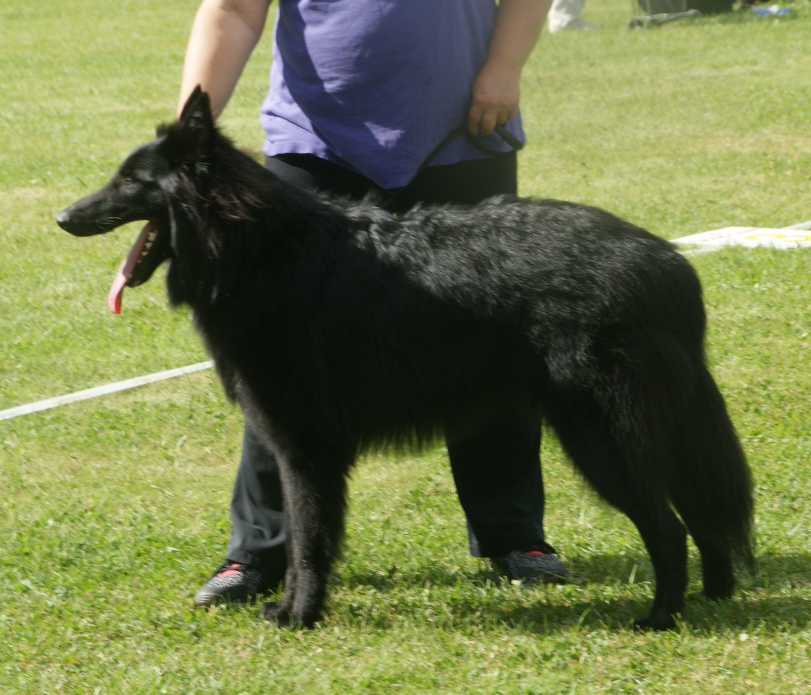 Belgian Sheepdog: Focused and Loyal (image credits: wikimedia)