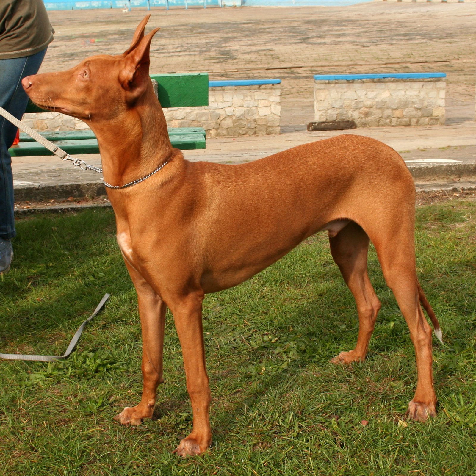 Pharaoh Hound: Observant and Independent (image credits: wikimedia)