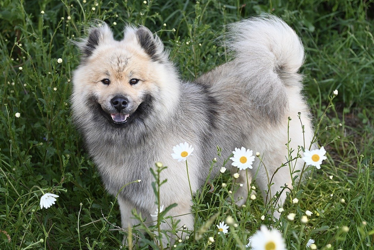 Eurasier: Balanced and Devoted (image credits: pixabay)