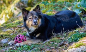 19 Dog Breeds Best Suited to Those With an INTJ Personality