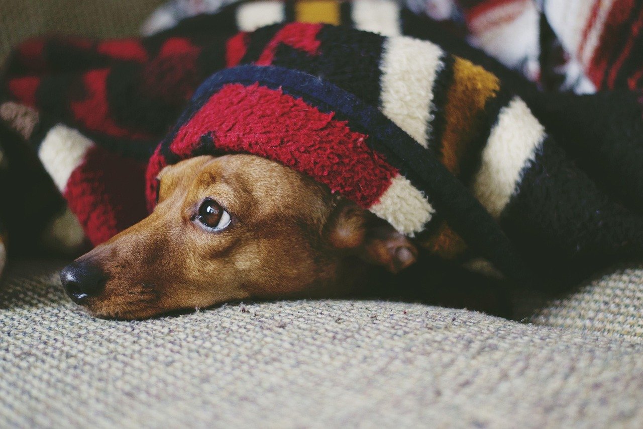Creating a Safe and Comforting Space (image credits: pixabay)