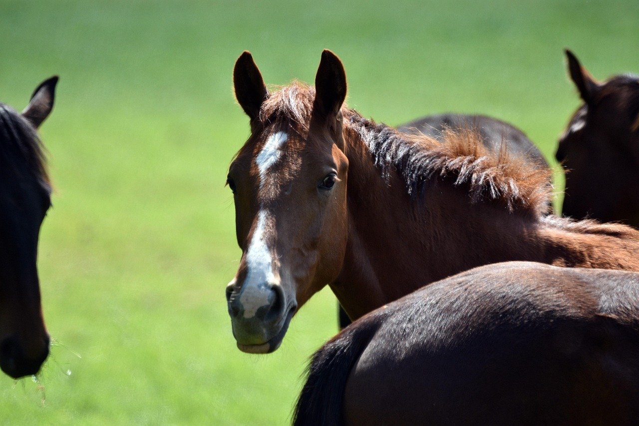 Tail Swishing and Ear Pinning (image credits: pixabay)