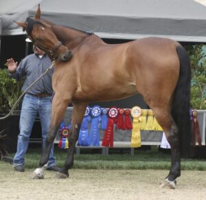 10 Signs of Anxiety in Horses