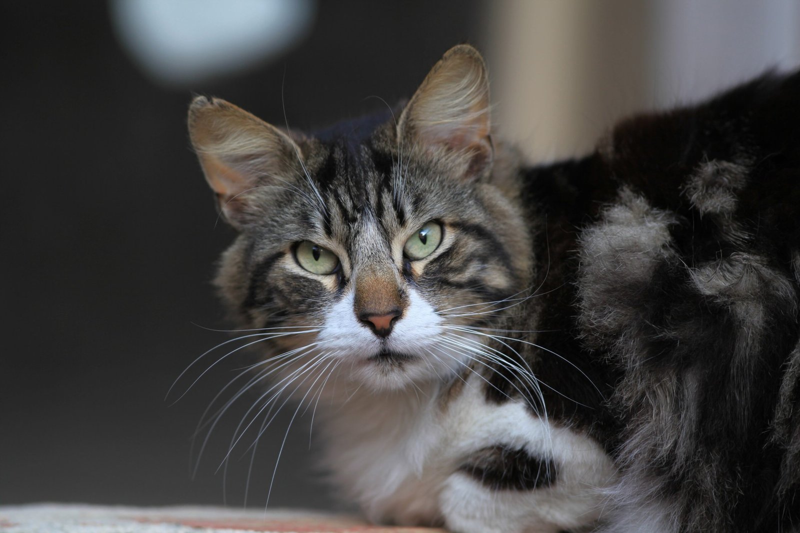 Minimize Loud Noises and Sudden Changes (image credits: wikimedia)