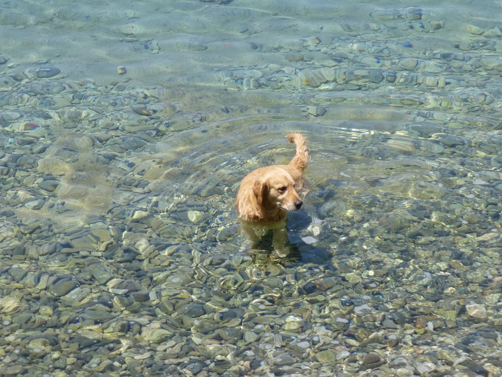 Golden Retriever: The Friendly Swimmer (image credits: wikimedia)