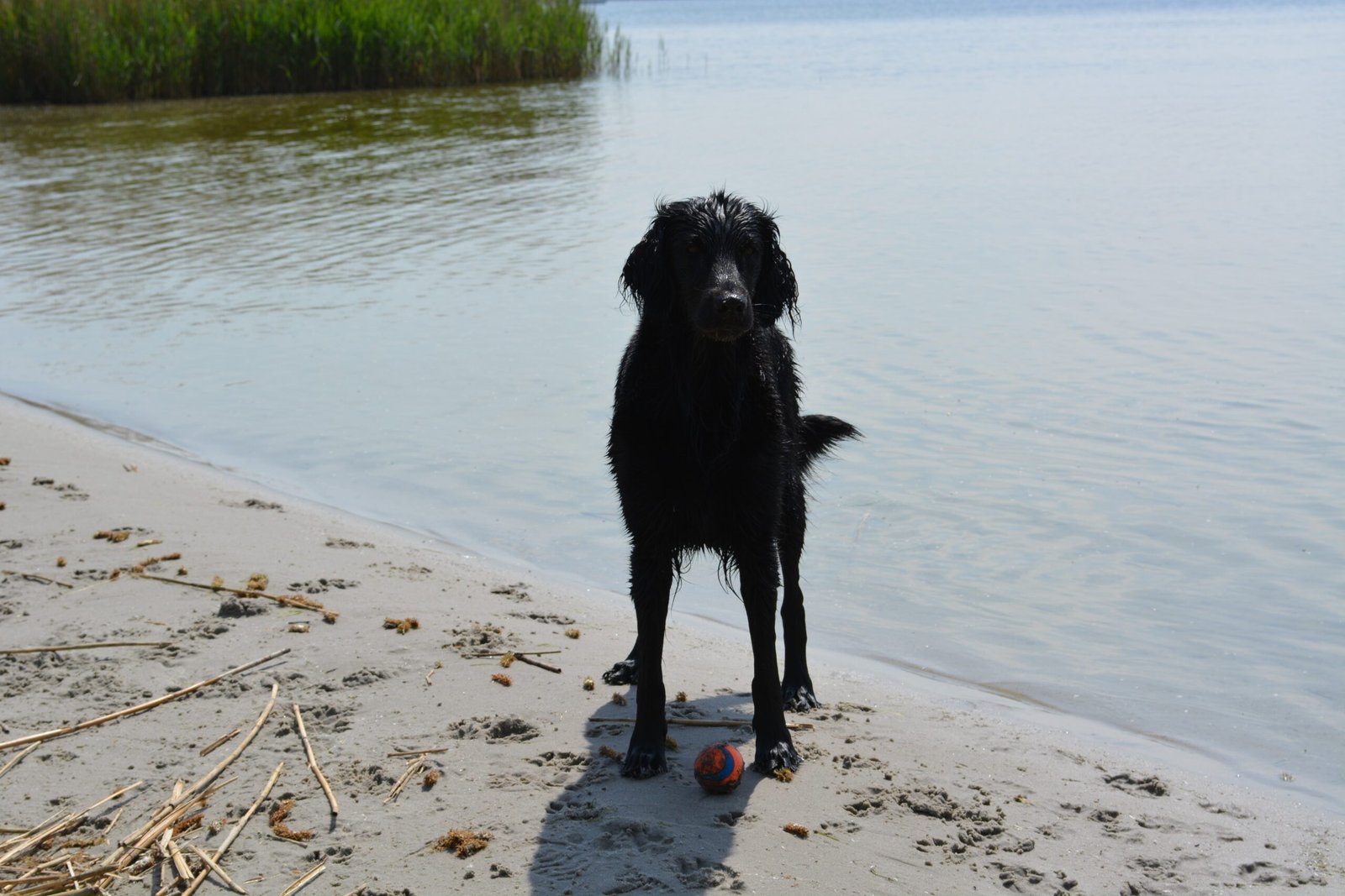 Flat-Coated Retriever: The Happy Water Enthusiast (image credits: wikimedia)