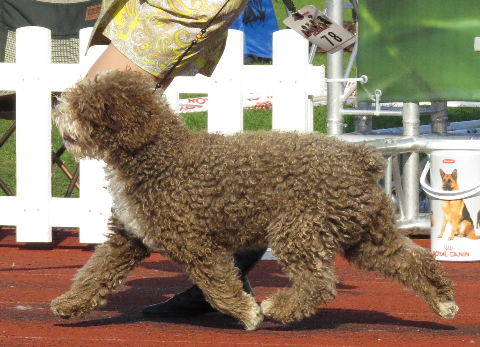 Spanish Water Dog: The Multi-Talented Performer (image credits: wikimedia)