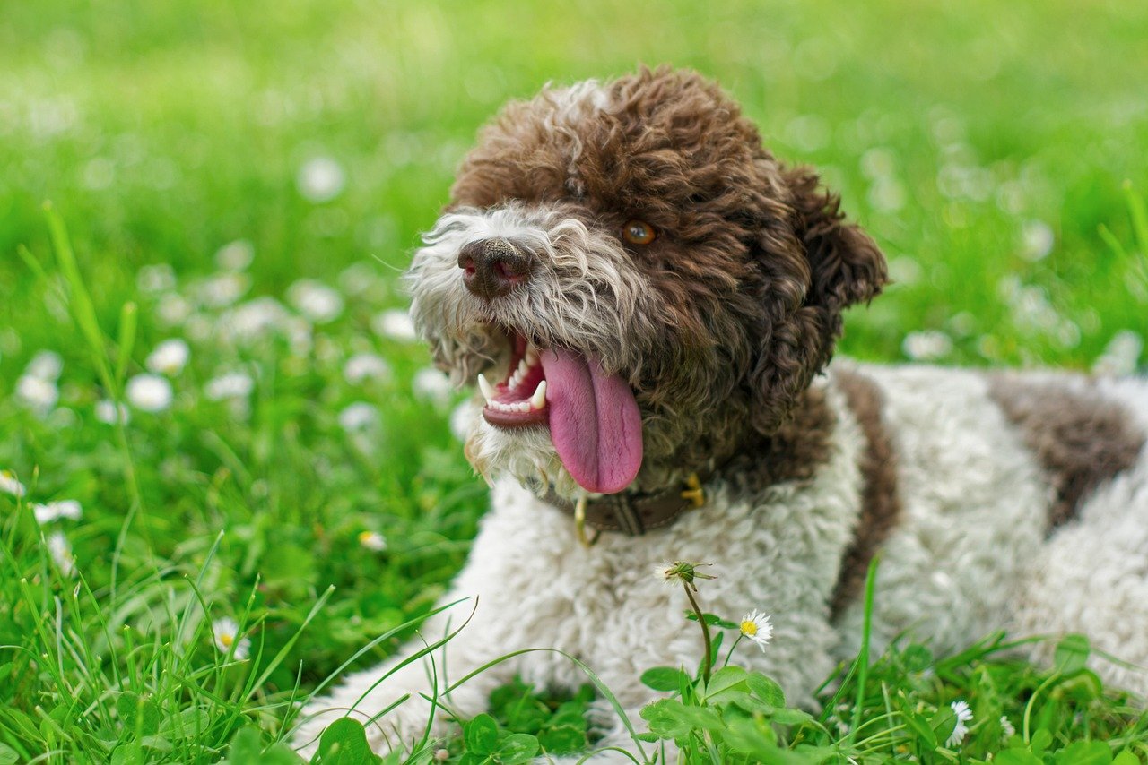 Lagotto Romagnolo: The Truffle-Hunting Swimmer (image credits: pixabay)