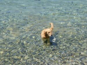 Water Dogs: 15 Excellent Swimmers