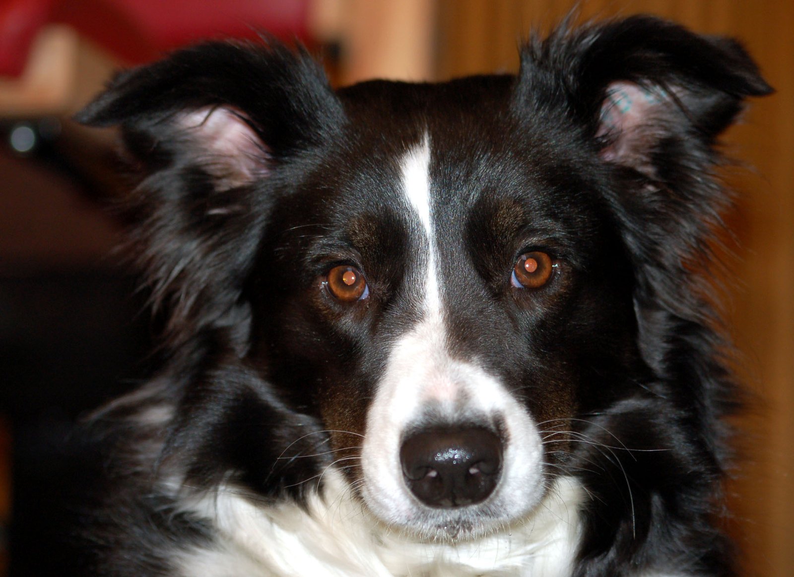 The Famous Border Collie Stare (image credits: wikimedia)