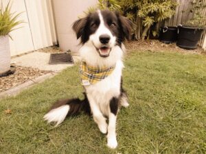 Fun and Functional Quirks of Border Collies