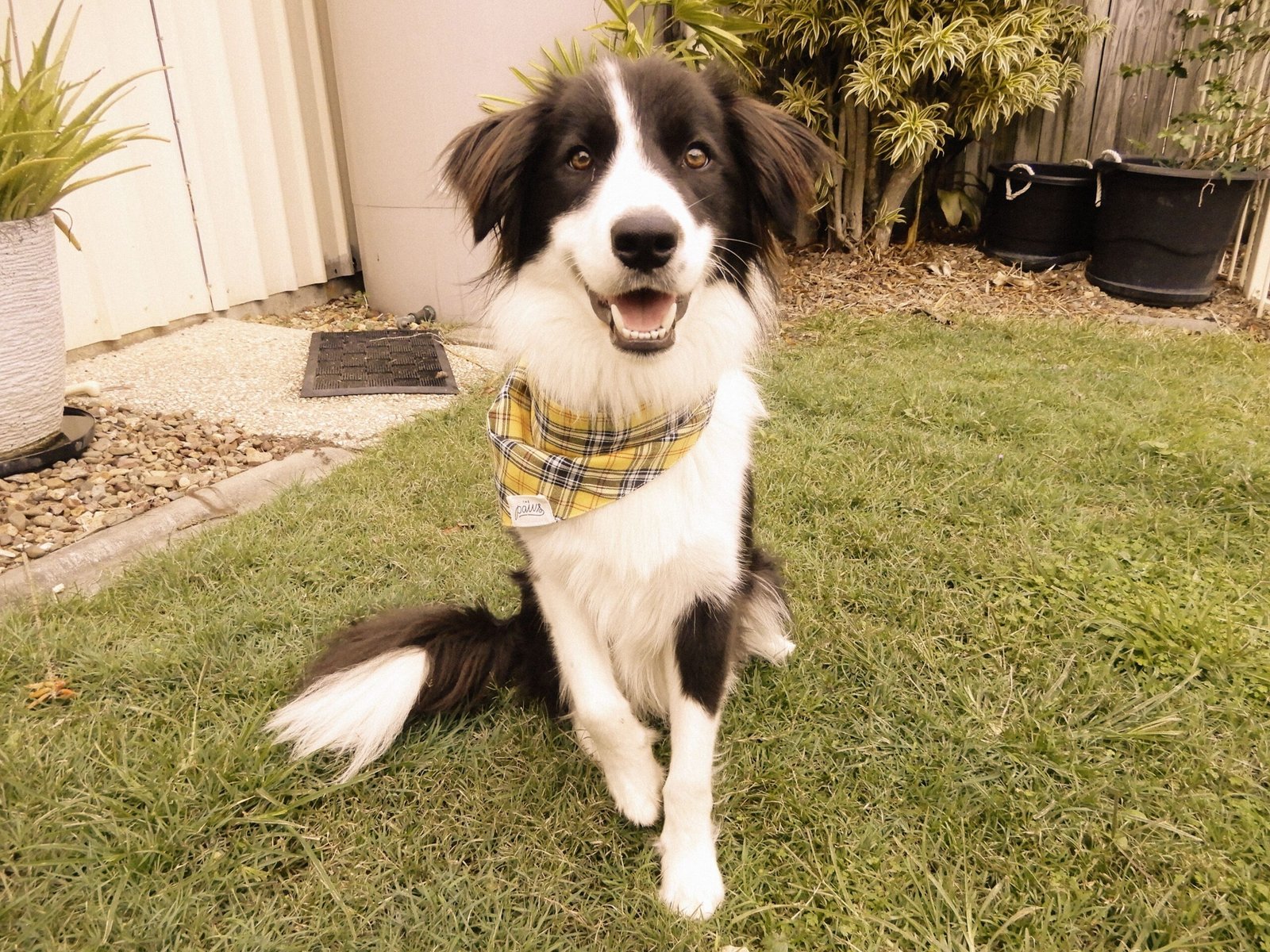 Fun and Functional Quirks of Border Collies