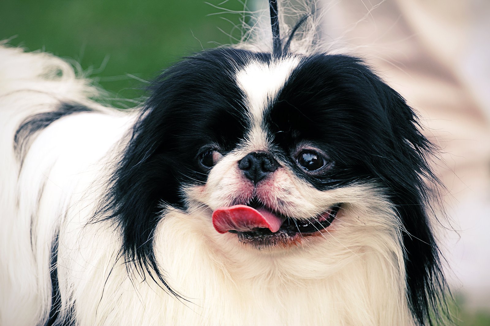 Japanese Chin (image credits: wikimedia)